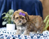 Sally, a female Shorkie for sale in Sugarcreek, OH – Photo 4 of 5