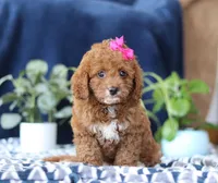 Kayla, a female Bichon Frise and Cavapoo for sale in Sugarcreek, OH – Photo 3 of 5