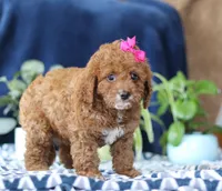 Kayla, a female Bichon Frise and Cavapoo for sale in Sugarcreek, OH – Photo 5 of 5