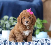 Kayla, a female Bichon Frise and Cavapoo for sale in Sugarcreek, OH – Photo 1 of 5