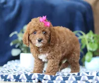 Kayla, a female Bichon Frise and Cavapoo for sale in Sugarcreek, OH – Photo 4 of 5