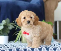 Kaden, a male Bichon Frise and Cavapoo for sale in Sugarcreek, OH – Photo 5 of 5