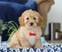Kaden, a male Bichon Frise and Cavapoo for sale in Sugarcreek, OH – Photo 1 of 5