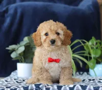 Kaden, a male Bichon Frise and Cavapoo for sale in Sugarcreek, OH – Photo 4 of 5