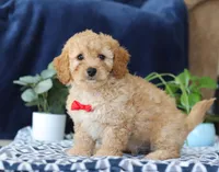 Kaden, a male Bichon Frise and Cavapoo for sale in Sugarcreek, OH – Photo 3 of 5