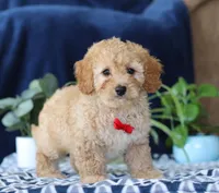 Kaden, a male Bichon Frise and Cavapoo for sale in Sugarcreek, OH – Photo 2 of 5