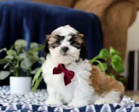 Theodore, a male Shichon for sale in Sugarcreek, OH – Photo 5 of 7