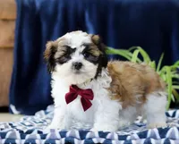 Theodore, a male Shichon for sale in Sugarcreek, OH – Photo 1 of 7