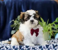 Theodore, a male Shichon for sale in Sugarcreek, OH – Photo 3 of 7