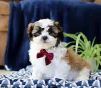 Theodore, a male Shichon for sale in Sugarcreek, OH – Photo 6 of 7