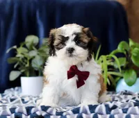 Theodore, a male Shichon for sale in Sugarcreek, OH – Photo 4 of 7