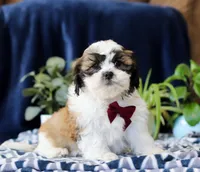 Theodore, a male Shichon for sale in Sugarcreek, OH – Photo 2 of 7