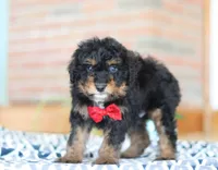 Johnny, a male Miniature Aussiedoodle for sale in Sugarcreek, OH – Photo 6 of 7