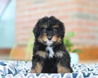 Johnny, a male Miniature Aussiedoodle for sale in Sugarcreek, OH – Photo 2 of 7