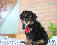 Johnny, a male Miniature Aussiedoodle for sale in Sugarcreek, OH – Photo 1 of 7
