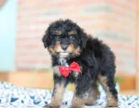 Johnny, a male Miniature Aussiedoodle for sale in Sugarcreek, OH – Photo 7 of 7