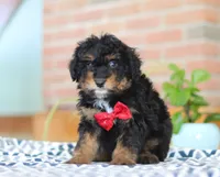 Johnny, a male Miniature Aussiedoodle for sale in Sugarcreek, OH – Photo 5 of 7