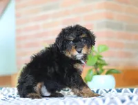 Johnny, a male Miniature Aussiedoodle for sale in Sugarcreek, OH – Photo 3 of 7