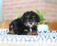 Johnny, a male Miniature Aussiedoodle for sale in Sugarcreek, OH – Photo 4 of 7