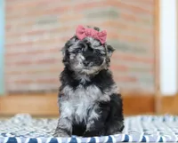 Katy, a female Miniature Aussiedoodle for sale in Sugarcreek, OH – Photo 3 of 6