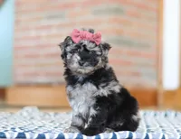 Katy, a female Miniature Aussiedoodle for sale in Sugarcreek, OH – Photo 4 of 6