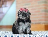 Katy, a female Miniature Aussiedoodle for sale in Sugarcreek, OH – Photo 2 of 6