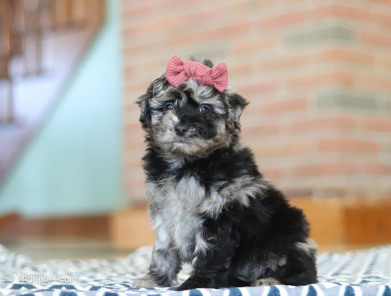 Katy, a female Miniature Aussiedoodle for sale in Sugarcreek, OH – Photo 1 of 6
