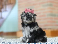 Katy, a female Miniature Aussiedoodle for sale in Sugarcreek, OH – Photo 1 of 6