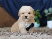 Sammy, a male Miniature Goldendoodle for sale in Sugarcreek, OH – Photo 5 of 8