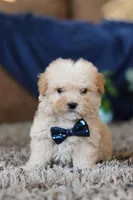 Sammy, a male Miniature Goldendoodle for sale in Sugarcreek, OH – Photo 7 of 8