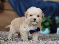 Sammy, a male Miniature Goldendoodle for sale in Sugarcreek, OH – Photo 3 of 8