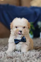 Sammy, a male Miniature Goldendoodle for sale in Sugarcreek, OH – Photo 8 of 8