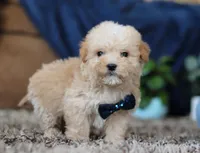 Sammy, a male Miniature Goldendoodle for sale in Sugarcreek, OH – Photo 2 of 8