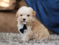 Sammy, a male Miniature Goldendoodle for sale in Sugarcreek, OH – Photo 4 of 8