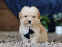 Sammy, a male Miniature Goldendoodle for sale in Sugarcreek, OH – Photo 6 of 8