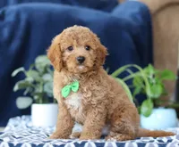 Kian, a male Bichon Frise and Cavapoo for sale in Sugarcreek, OH – Photo 2 of 5