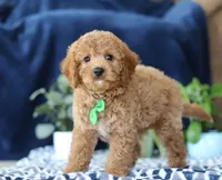 Kian, a male Bichon Frise and Cavapoo for sale in Sugarcreek, OH – Photo 4 of 5