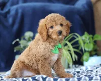 Kian, a male Bichon Frise and Cavapoo for sale in Sugarcreek, OH – Photo 3 of 5