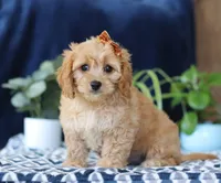 Kaycee, a female Bichon Frise and Cavapoo for sale in Sugarcreek, OH – Photo 3 of 5