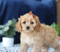 Kaycee, a female Bichon Frise and Cavapoo for sale in Sugarcreek, OH – Photo 2 of 5