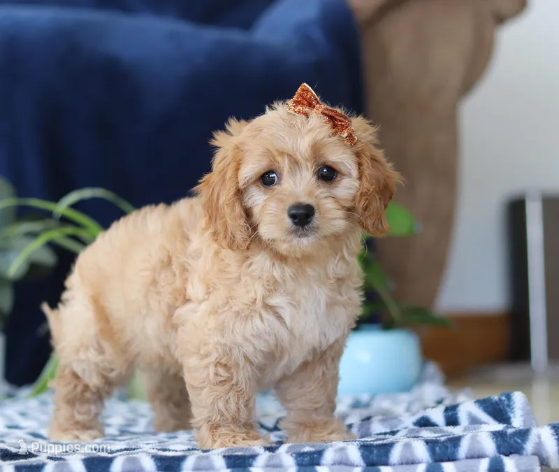 Kaycee, a female Bichon Frise and Cavapoo for sale in Sugarcreek, OH – Photo 1 of 5