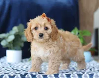 Kaycee, a female Bichon Frise and Cavapoo for sale in Sugarcreek, OH – Photo 5 of 5