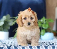 Kaycee, a female Bichon Frise and Cavapoo for sale in Sugarcreek, OH – Photo 4 of 5