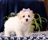 Rita, a female Cavachon for sale in Sugarcreek, OH – Photo 4 of 5