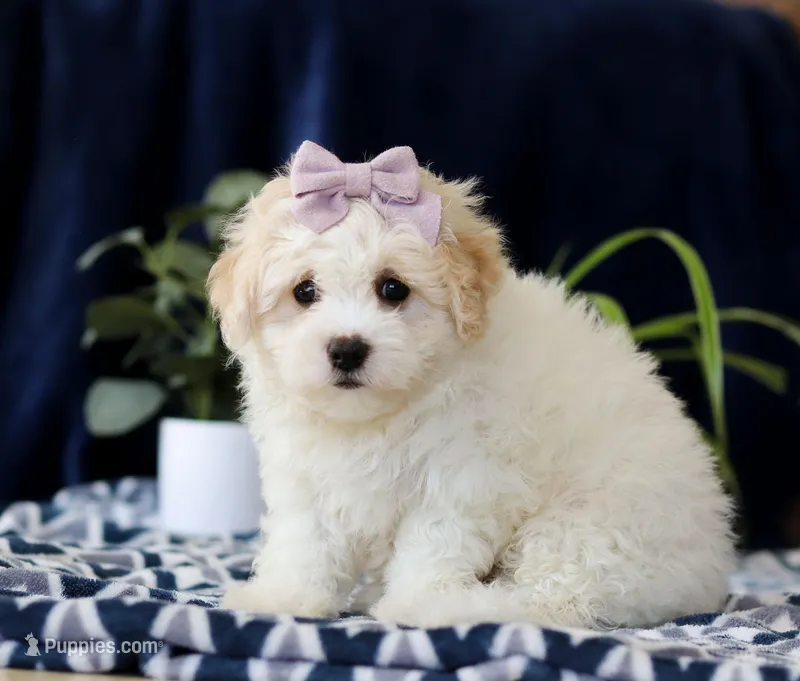 Rita, a female Cavachon for sale in Sugarcreek, OH – Photo 1 of 5
