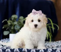 Rita, a female Cavachon for sale in Sugarcreek, OH – Photo 3 of 5