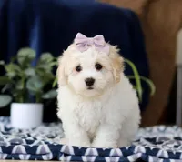 Rita, a female Cavachon for sale in Sugarcreek, OH – Photo 2 of 5