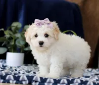 Rita, a female Cavachon for sale in Sugarcreek, OH – Photo 5 of 5