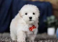 Elijah, a male Miniature Goldendoodle for sale in Sugarcreek, OH – Photo 5 of 8