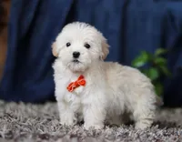 Elijah, a male Miniature Goldendoodle for sale in Sugarcreek, OH – Photo 2 of 8